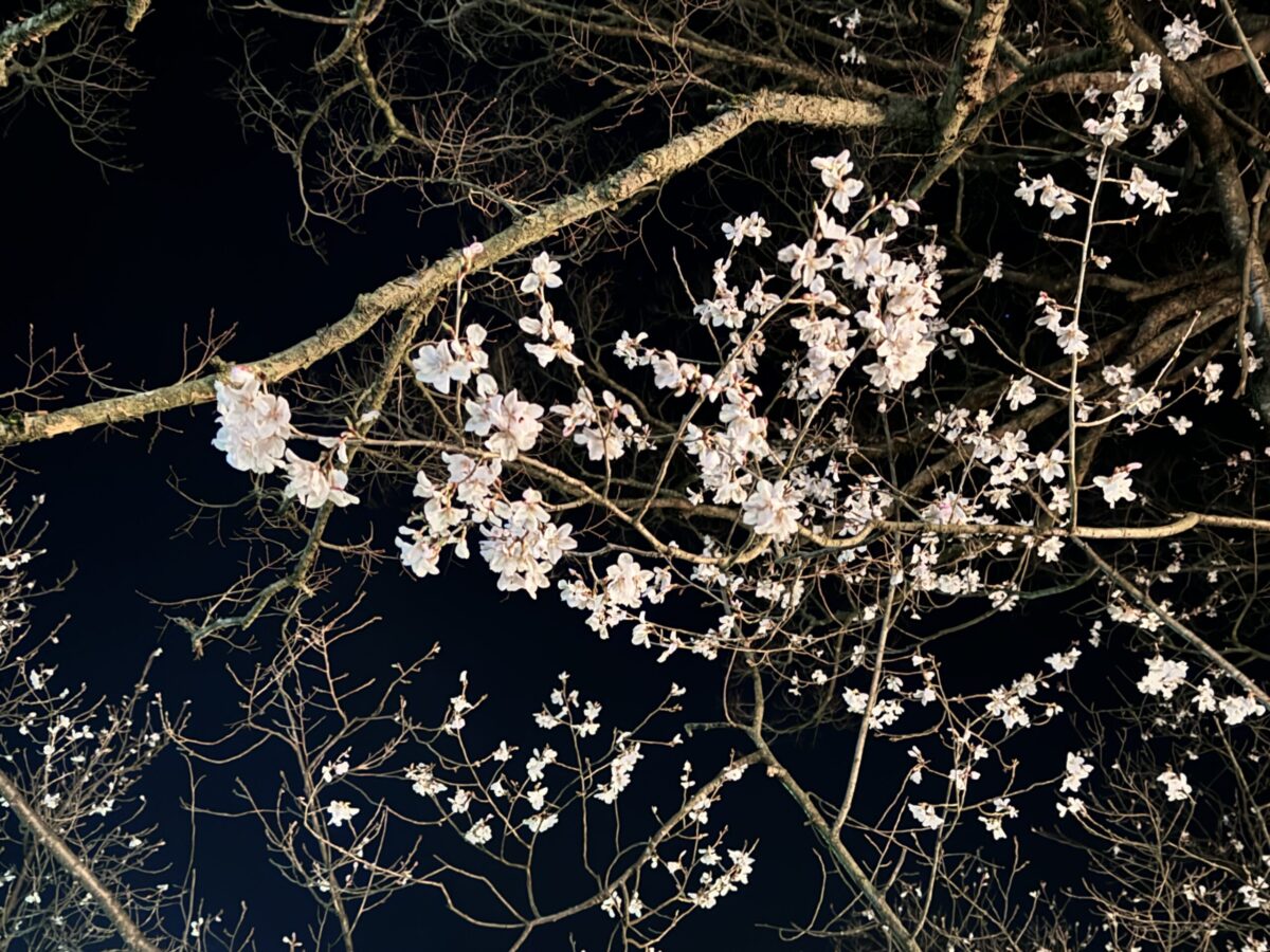 小矢部川の桜並木3
