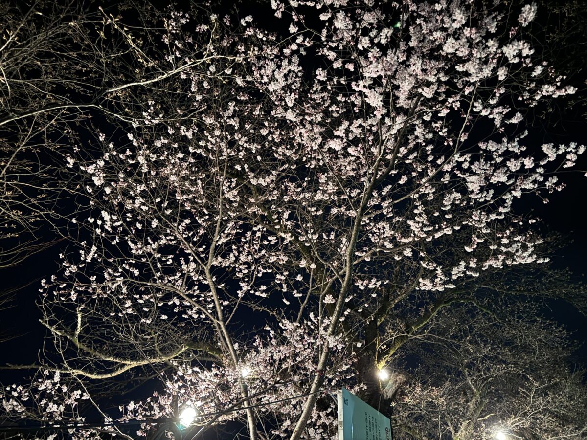 小矢部川の桜並木4