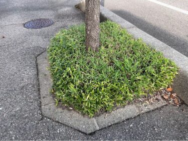 県道20号線の街路樹の木の周りがきれいで鮮麗された感じになってる。