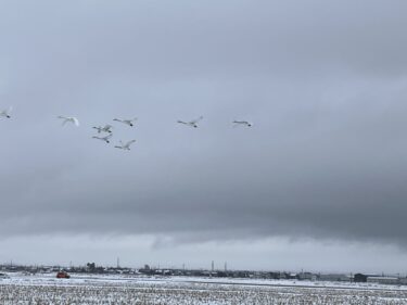 冬の使者・白鳥が見たい！富山市まで見に行ってきたよ