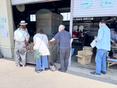 福野のとある営農組合で玉ねぎ詰め放題やってたので行ってきた。