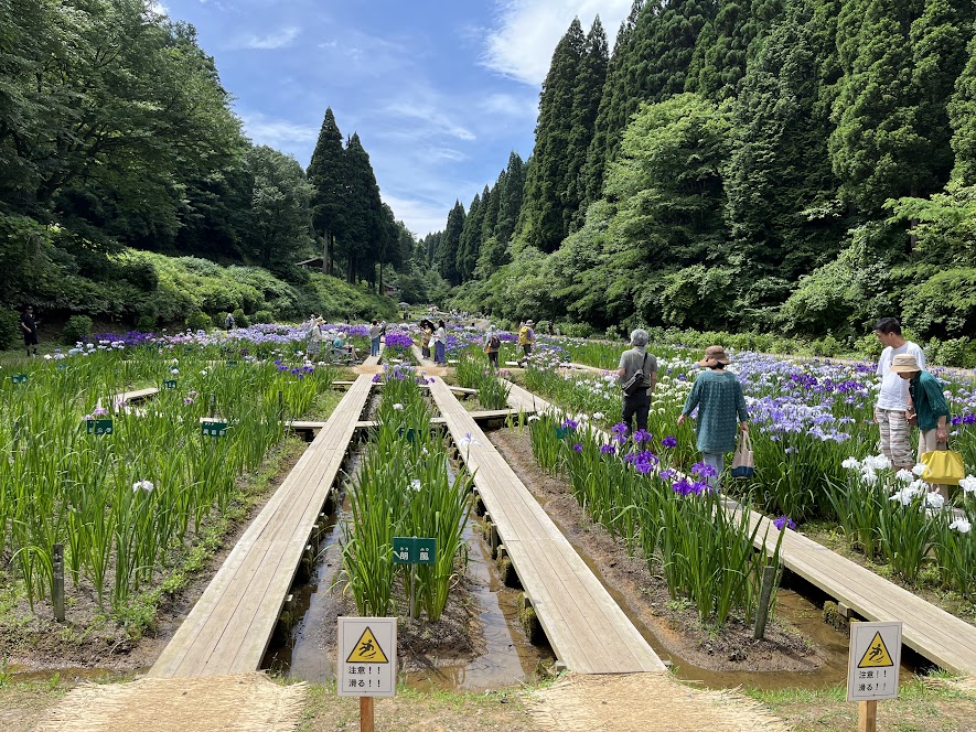 花菖蒲が咲き誇ってる場所