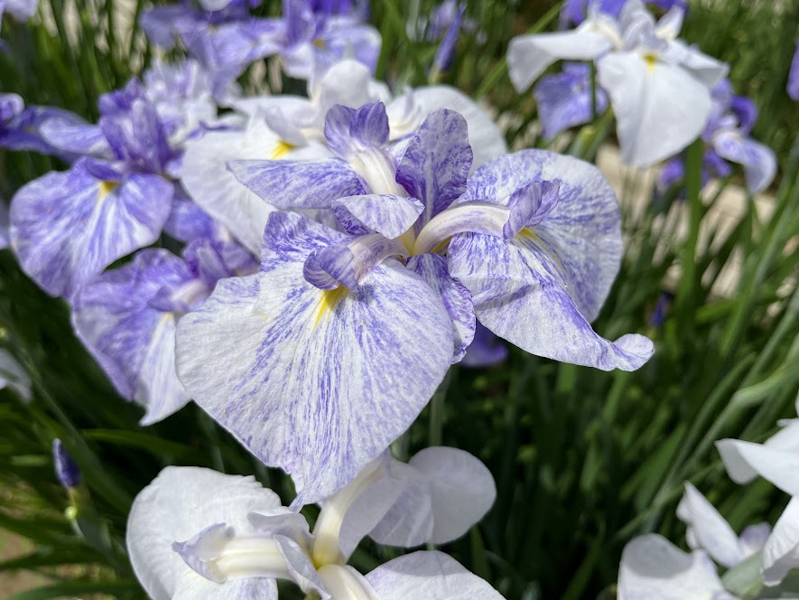 スカイブルー色の花菖蒲