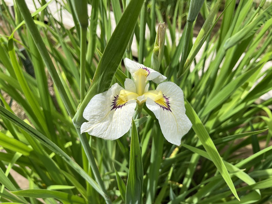 白い花菖蒲