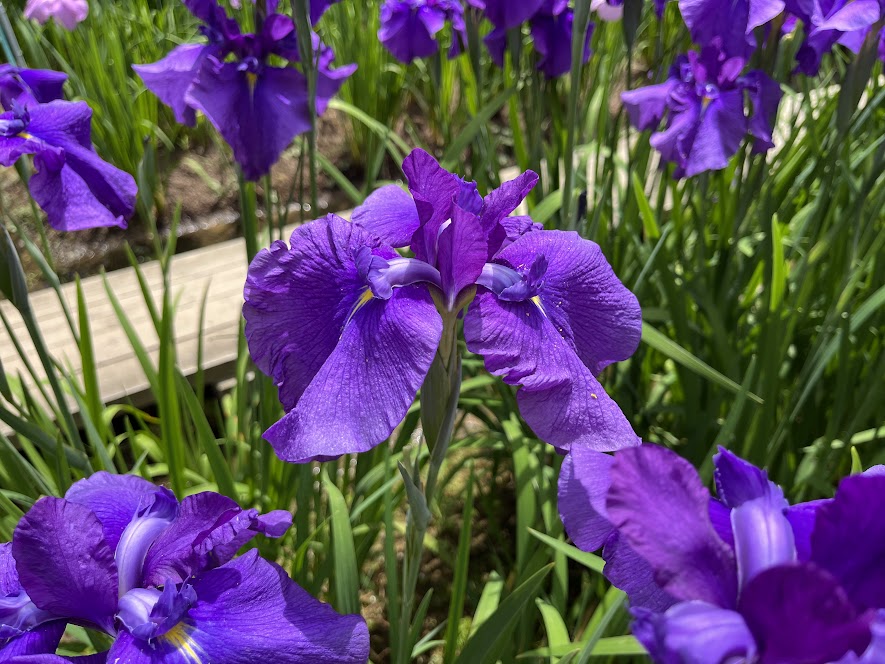 紫の花菖蒲