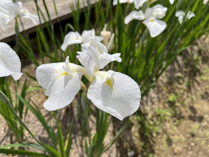 雪且見という種類の花菖蒲
