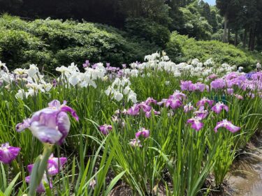 頼成の森の花菖蒲たち