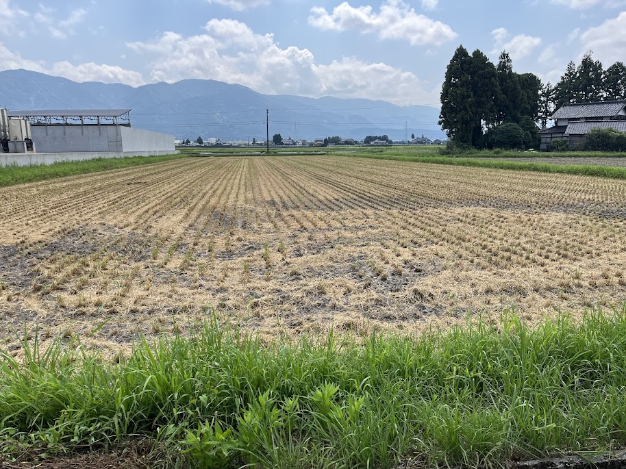 稲の刈り取られた田んぼ2025