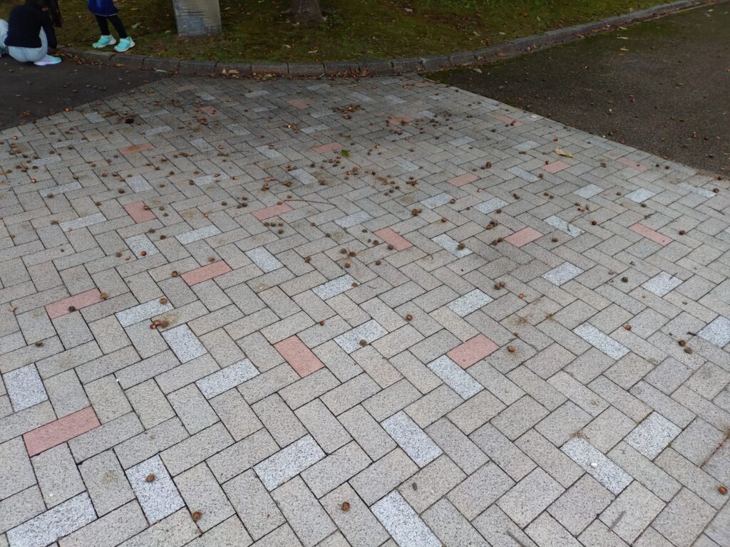 南砺市園芸植物園にはどんぐりゾーンがある　そっと教える福野のどんぐりのあるとこ