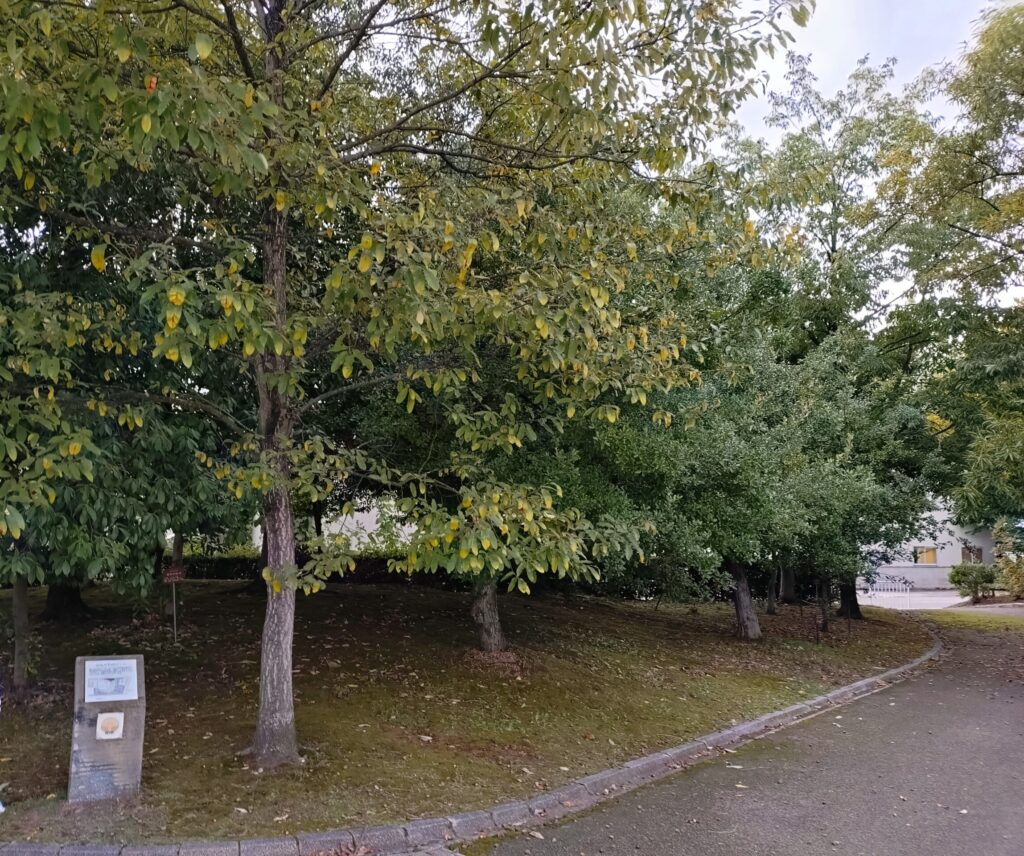 南砺市園芸植物園にはどんぐりゾーンがある　そっと教える福野のどんぐりのあるとこ