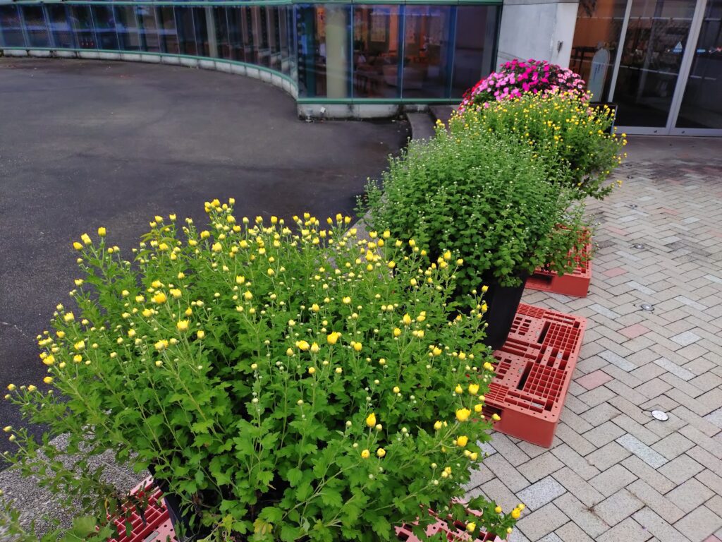 南砺市園芸植物園にはどんぐりゾーンがある　そっと教える福野のどんぐりのあるとこ