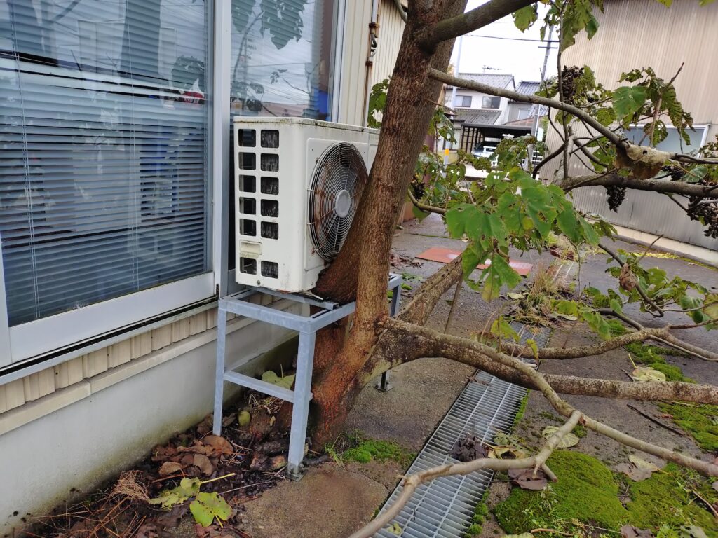 めりこみがすごい雑木があった 福野のアオキの近く