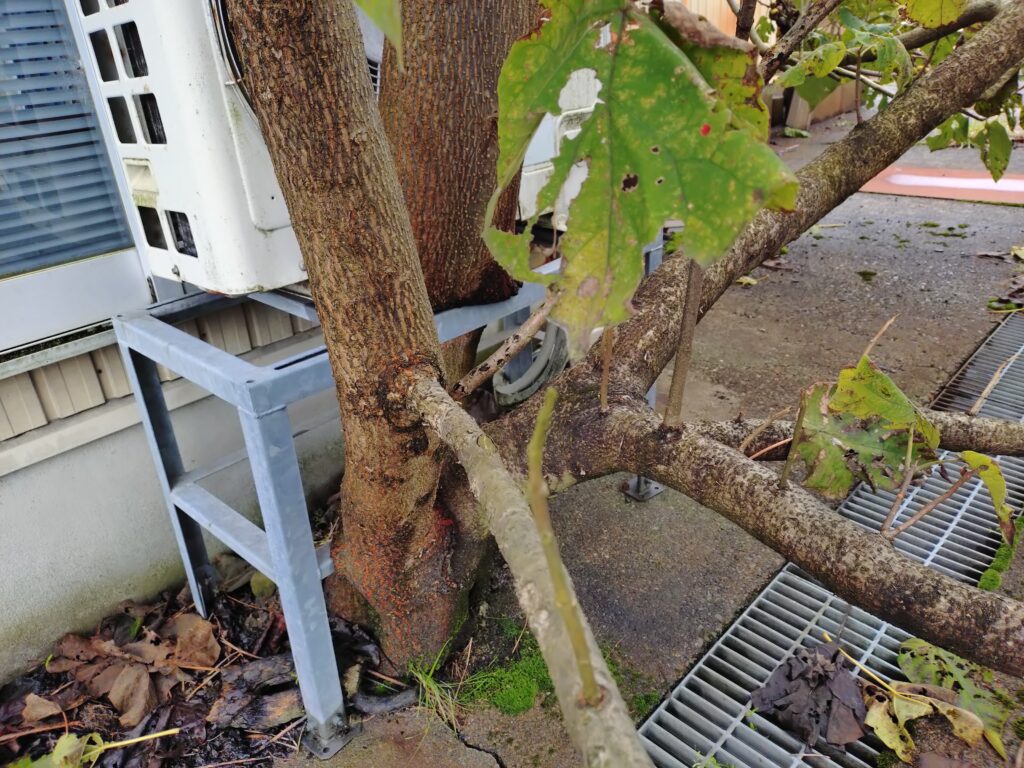 めりこみがすごい雑木があった 福野のアオキの近く