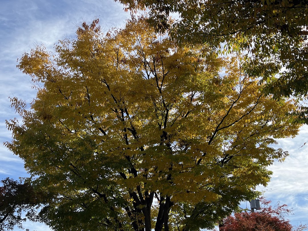 ヘリオスの木々の色づき2