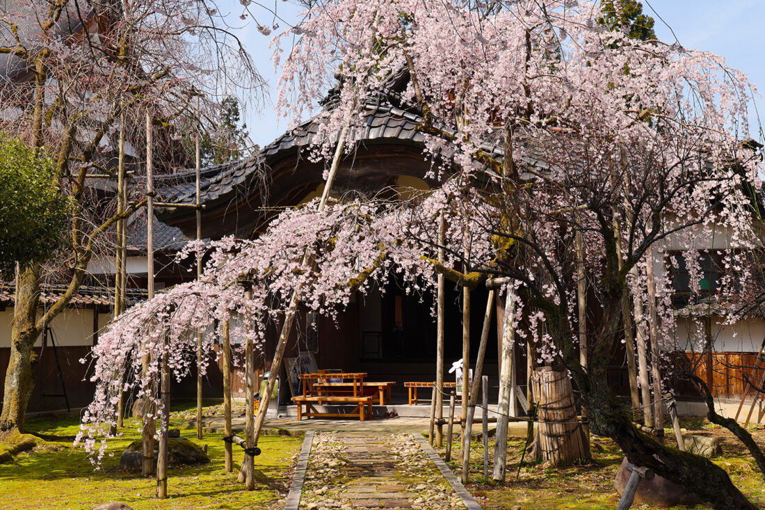 南砺市の桜の名所を巡るサイクリングイベントが開催されるよ!