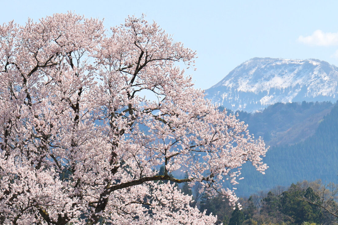 南砺市の桜の名所を巡るサイクリングイベントが開催されるよ!