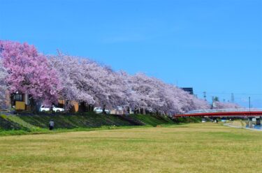 【2026年最新】南砺市の桜はいつ咲く？おすすめお花見名所6選と開花予想まとめ