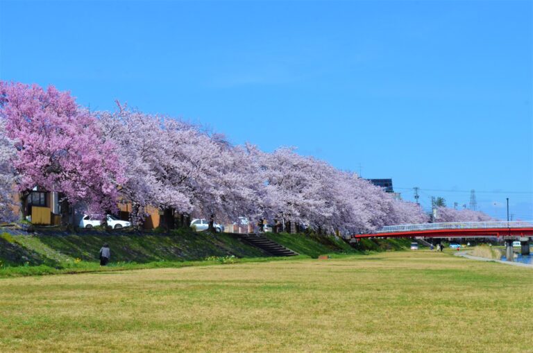 【2026年最新】南砺市の桜はいつ咲く？おすすめお花見名所6選と開花予想まとめ