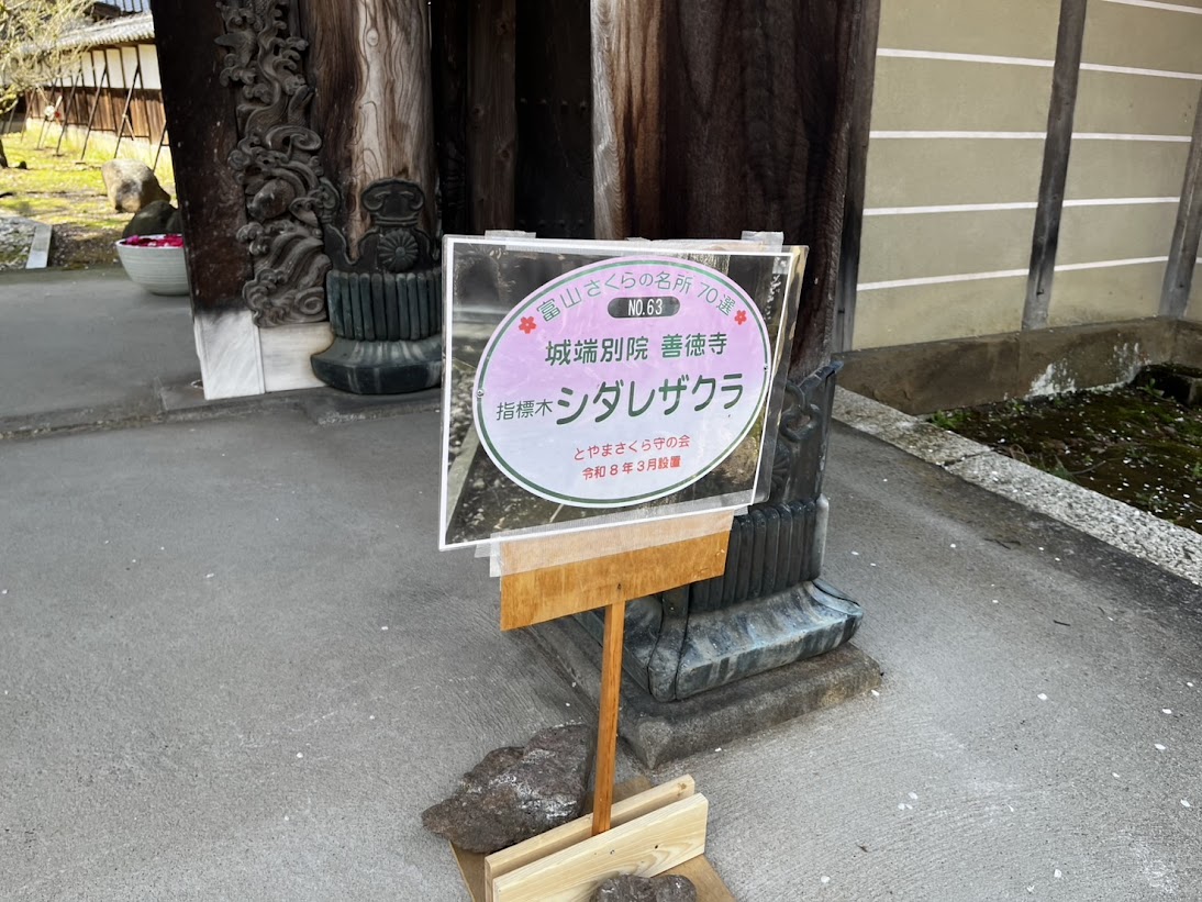 善徳寺のしだれ桜