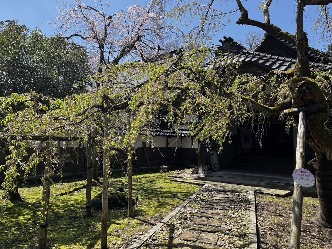 善徳寺のしだれ桜２