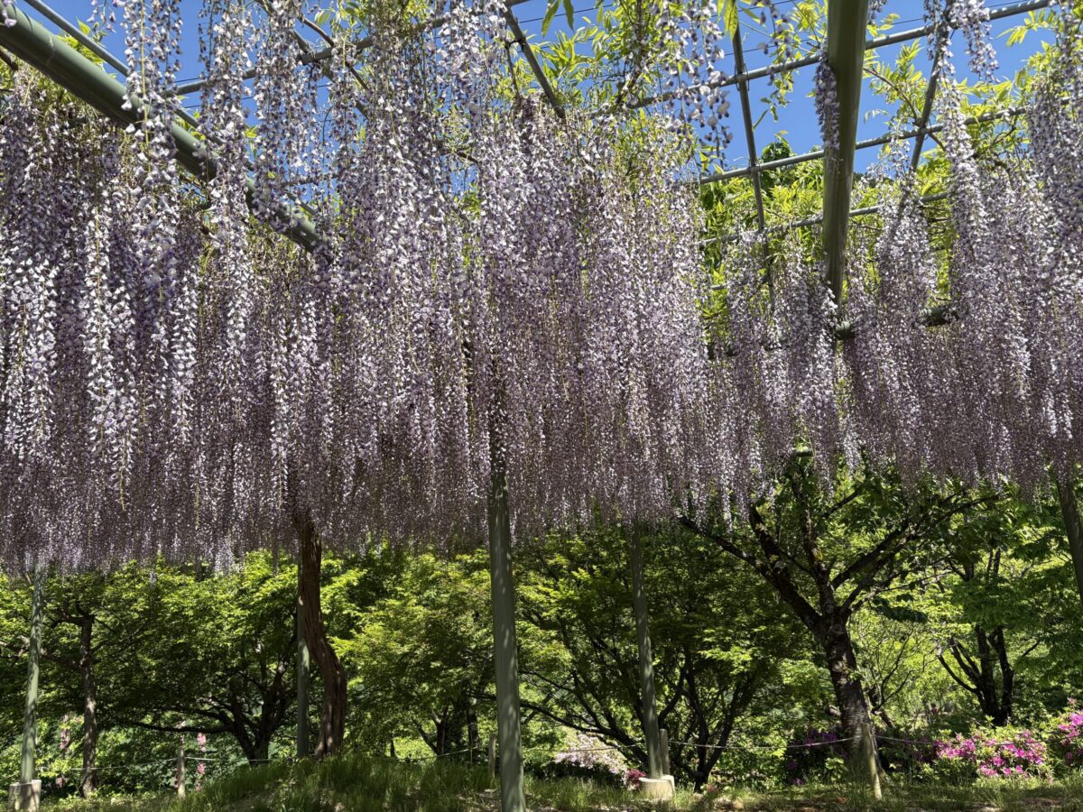「ふなとの里」でお昼を味わい庄川の新緑を満喫してきました♪