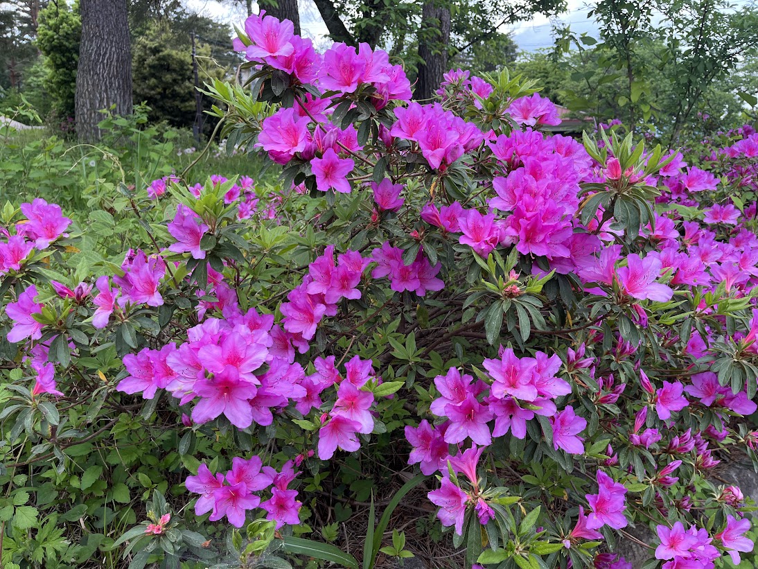 閑乗寺公園に咲いてたツツジ