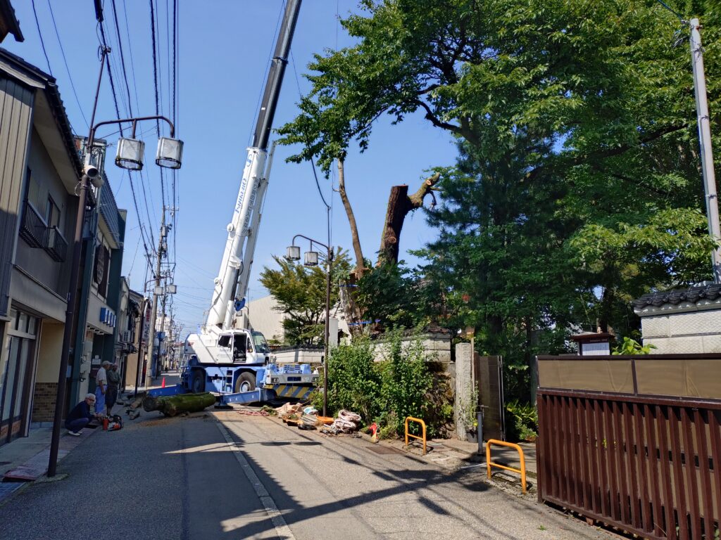 西方寺の前の木