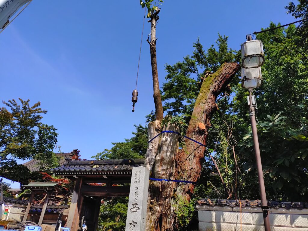 西方寺の前の木
