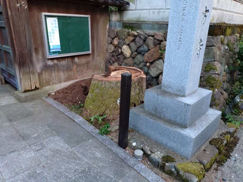 西方寺の前の木