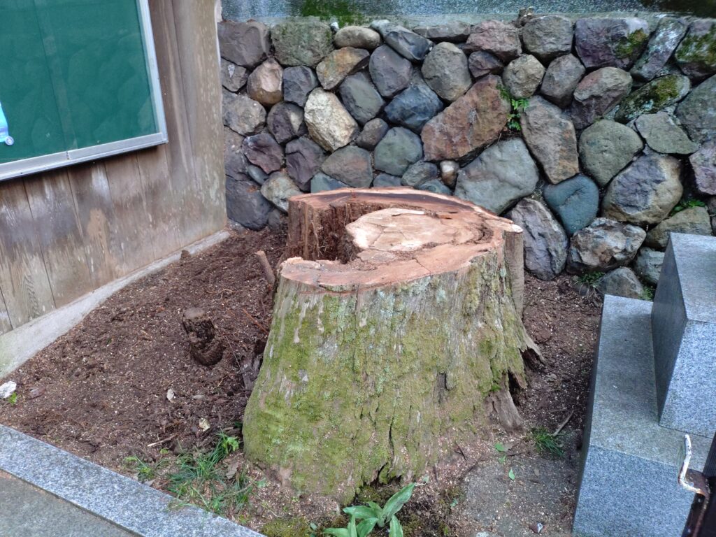 西方寺の前の木