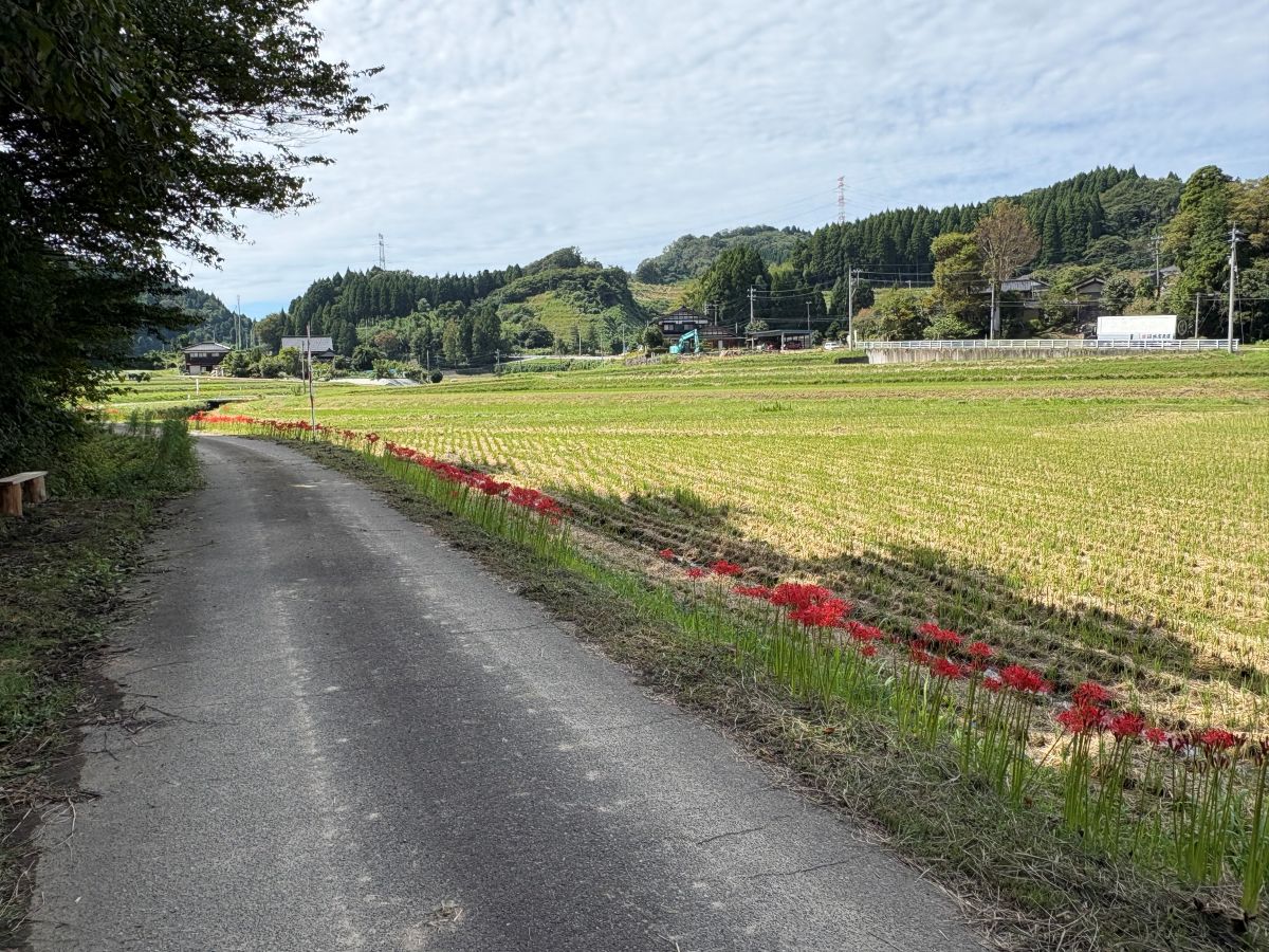 美しいヒガンバナの里で有名な五郎丸地区に行ってきました♪今年は9/25頃が見頃らしい。