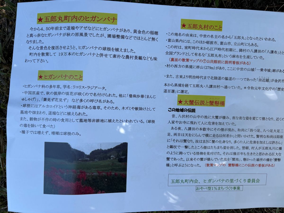 美しいヒガンバナの里で有名な五郎丸地区に行ってきました♪今年は9/25頃が見頃らしい。