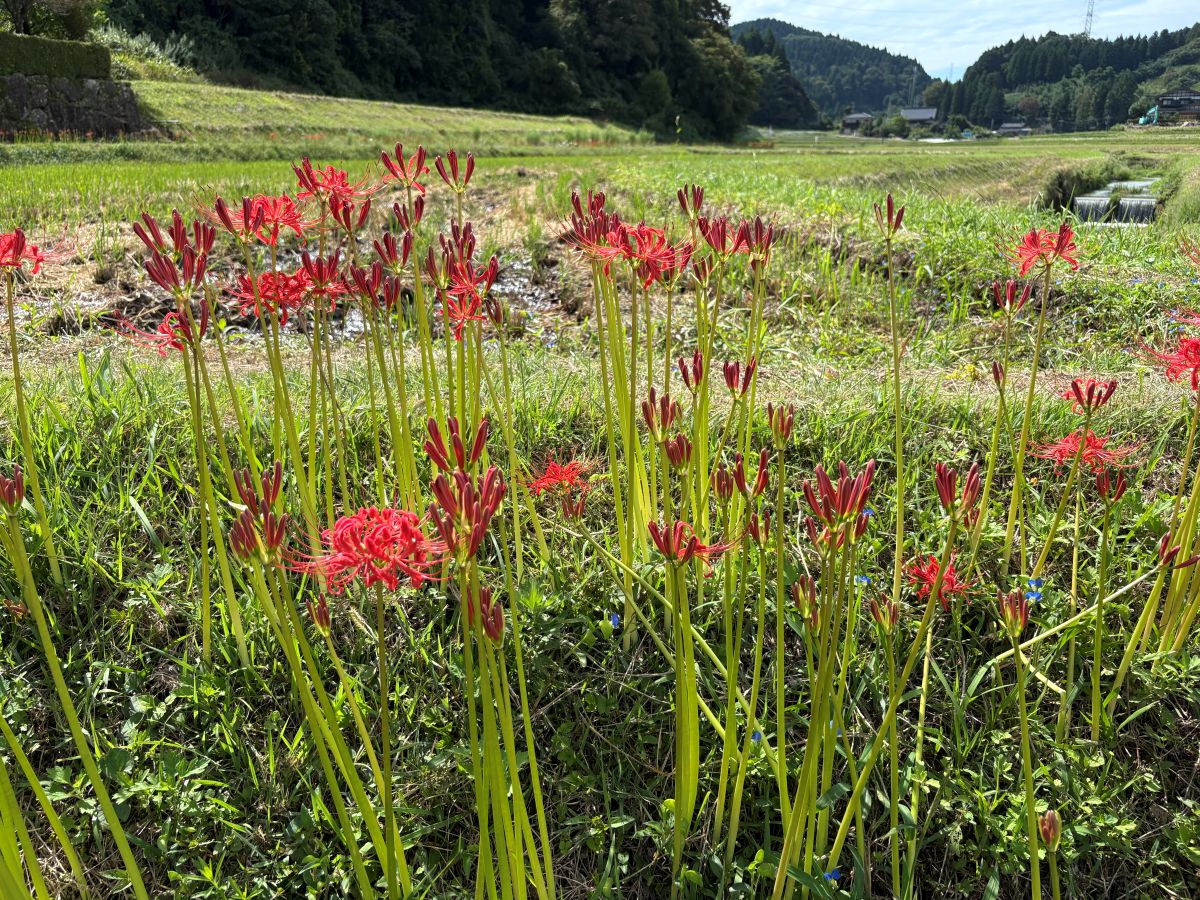 美しいヒガンバナの里で有名な五郎丸地区に行ってきました♪今年は9/25頃が見頃らしい。