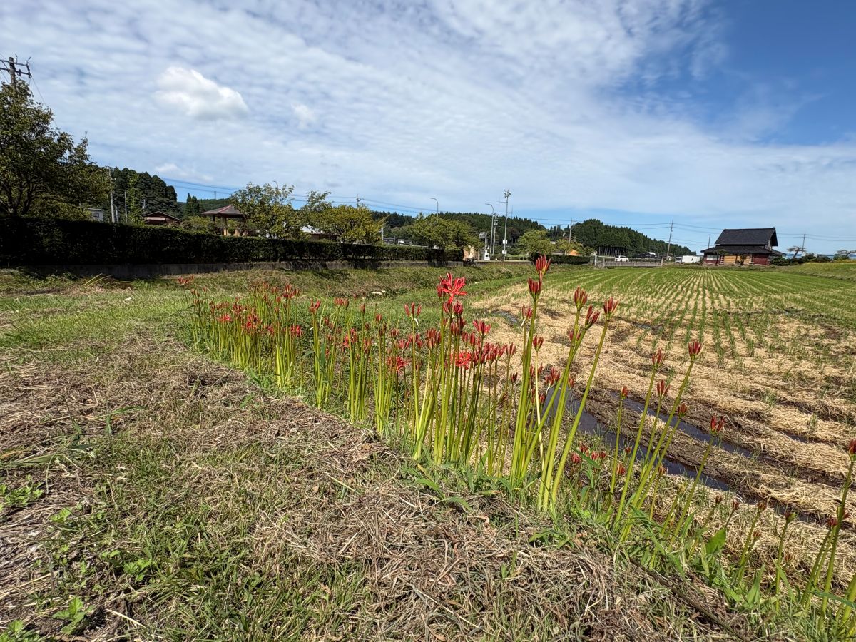 美しいヒガンバナの里で有名な五郎丸地区に行ってきました♪今年は9/25頃が見頃らしい。