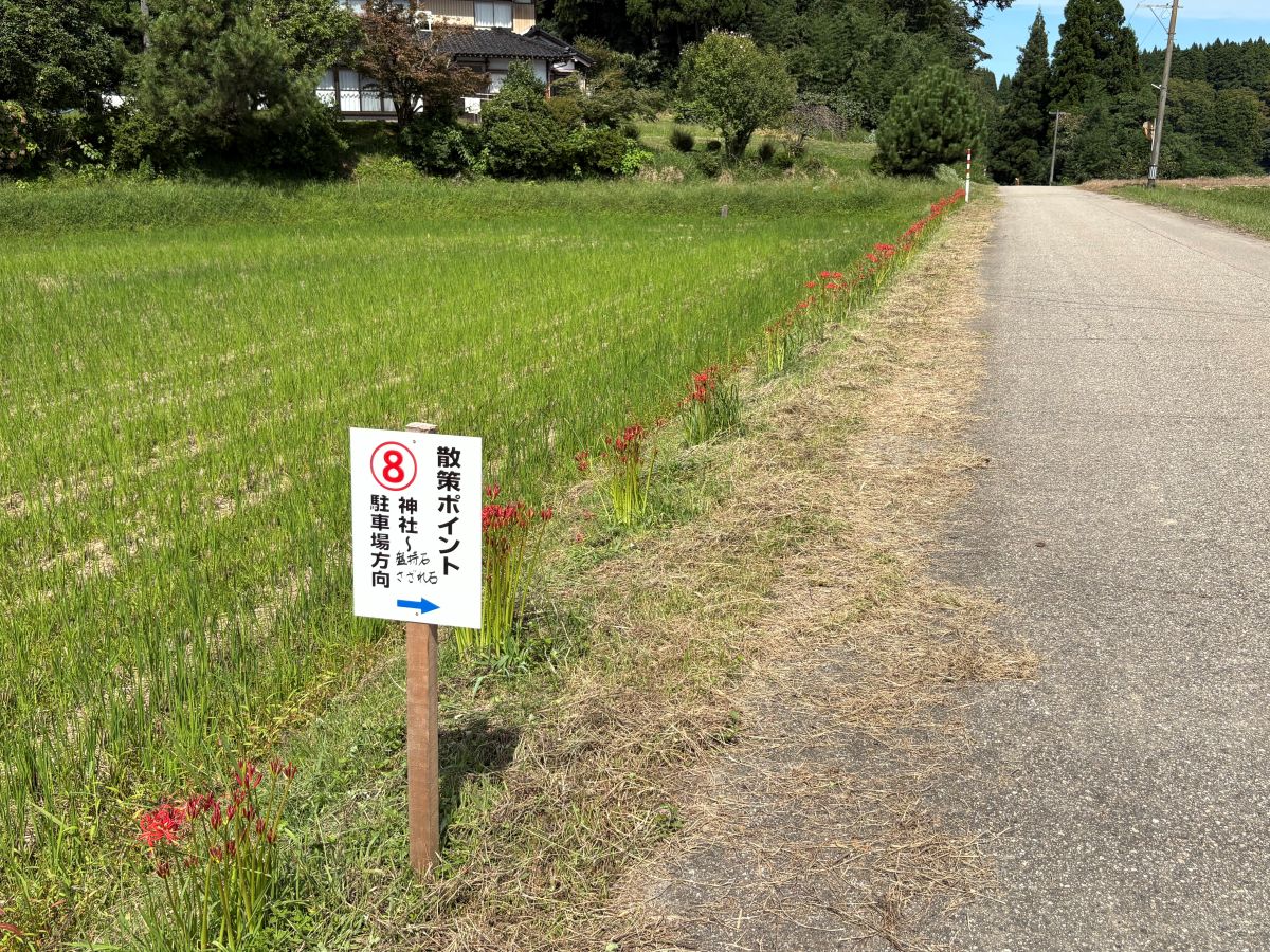 美しいヒガンバナの里で有名な五郎丸地区に行ってきました♪今年は9/25頃が見頃らしい。