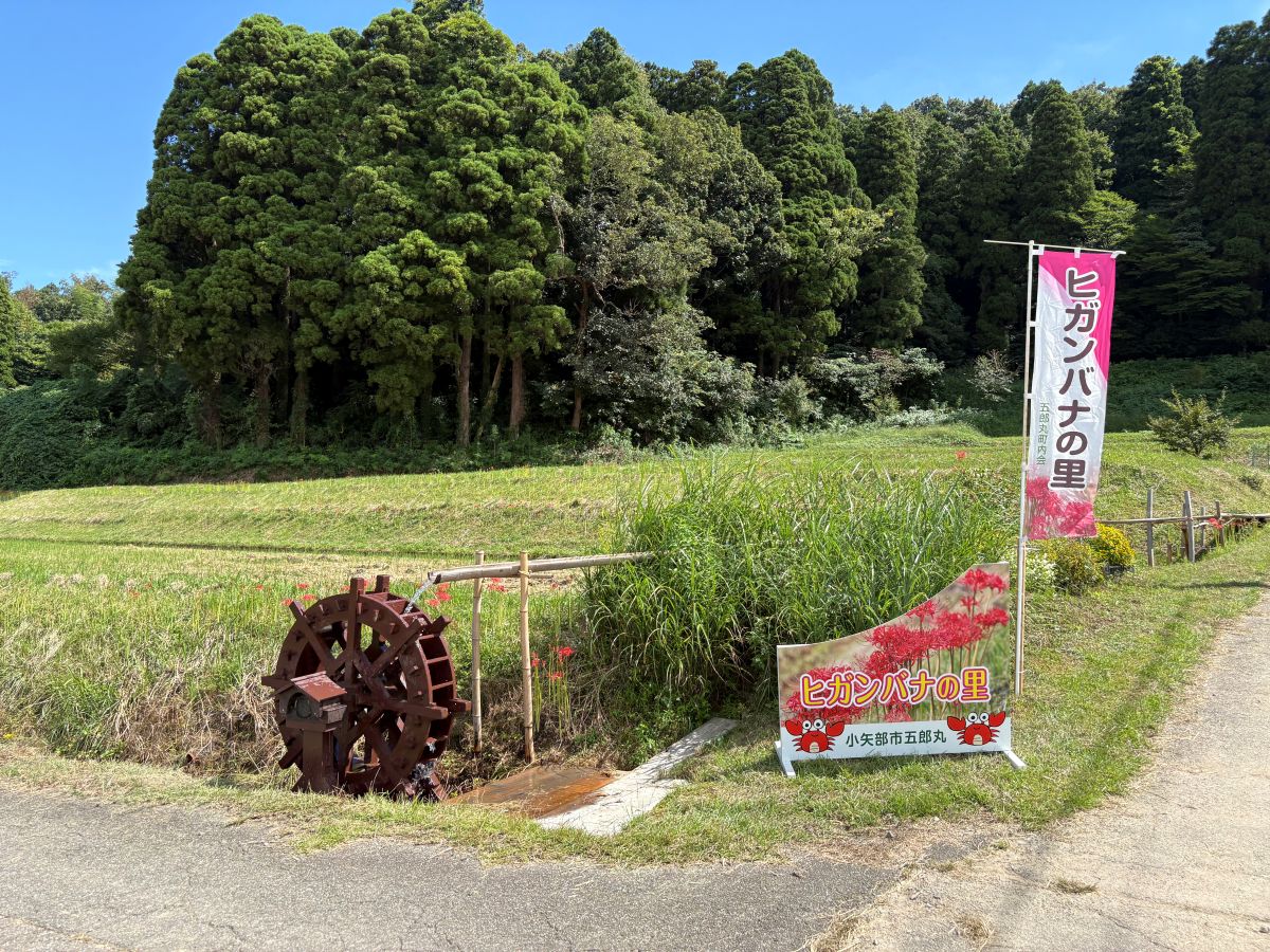 美しいヒガンバナの里で有名な五郎丸地区に行ってきました♪今年は9/25頃が見頃らしい。