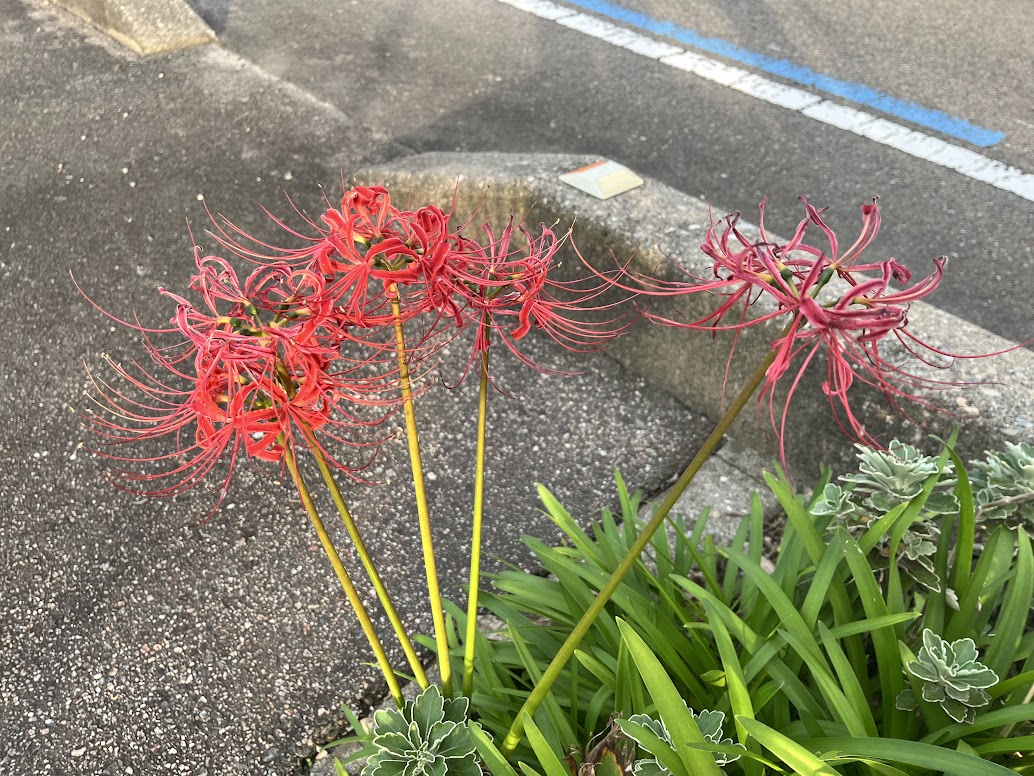 新県道の街路樹のヒガンバナ１