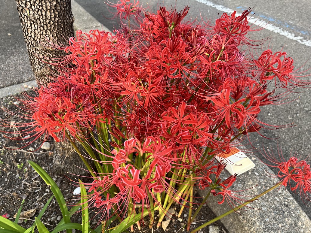新県道の街路樹のヒガンバナ２