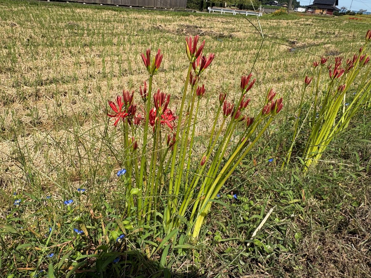 美しいヒガンバナの里で有名な五郎丸地区に行ってきました♪今年は9/25頃が見頃らしい。
