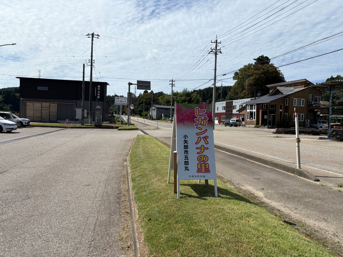 美しいヒガンバナの里で有名な五郎丸地区に行ってきました♪今年は9/25頃が見頃らしい。