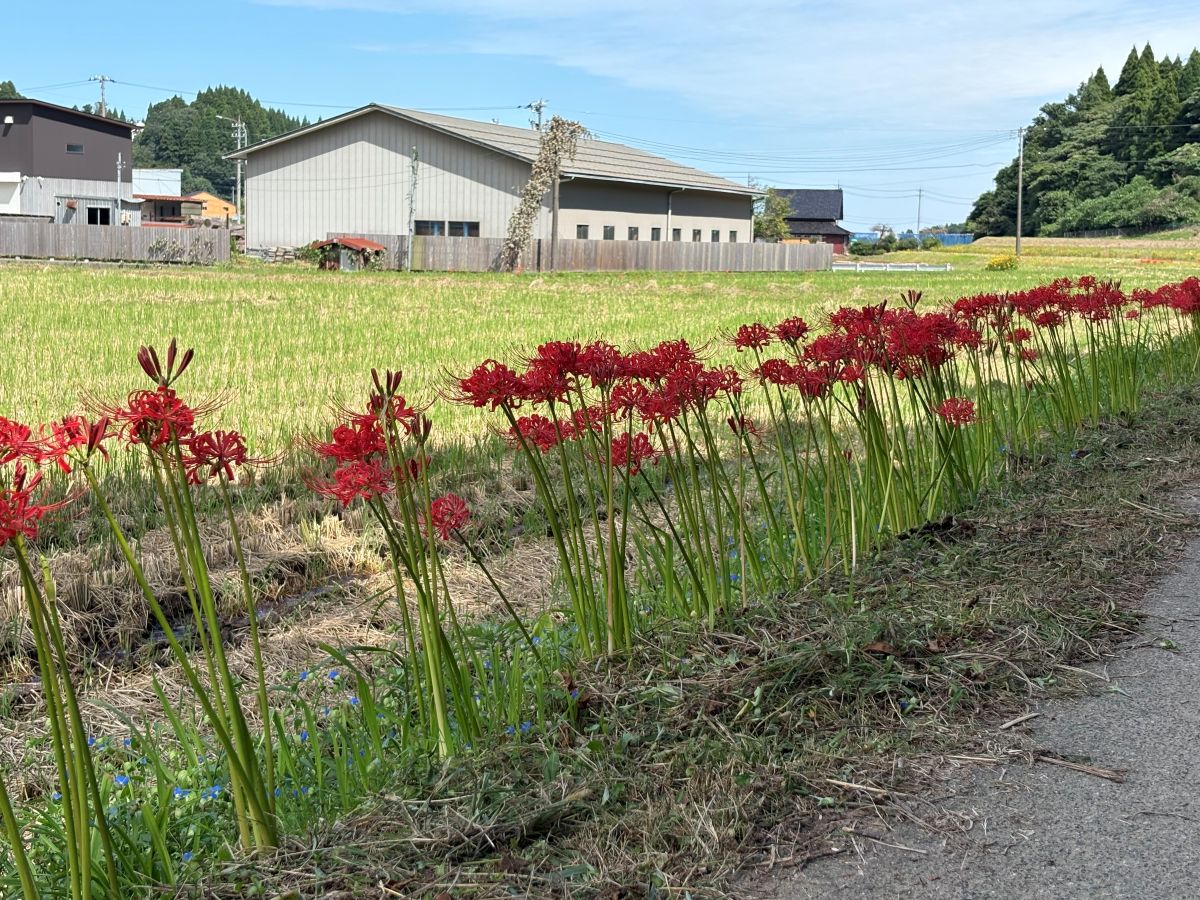 美しいヒガンバナの里で有名な五郎丸地区に行ってきました♪今年は9/25頃が見頃らしい。