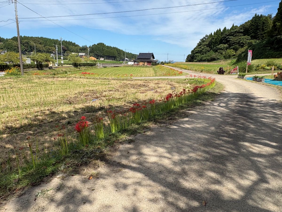 美しいヒガンバナの里で有名な五郎丸地区に行ってきました♪今年は9/25頃が見頃らしい。