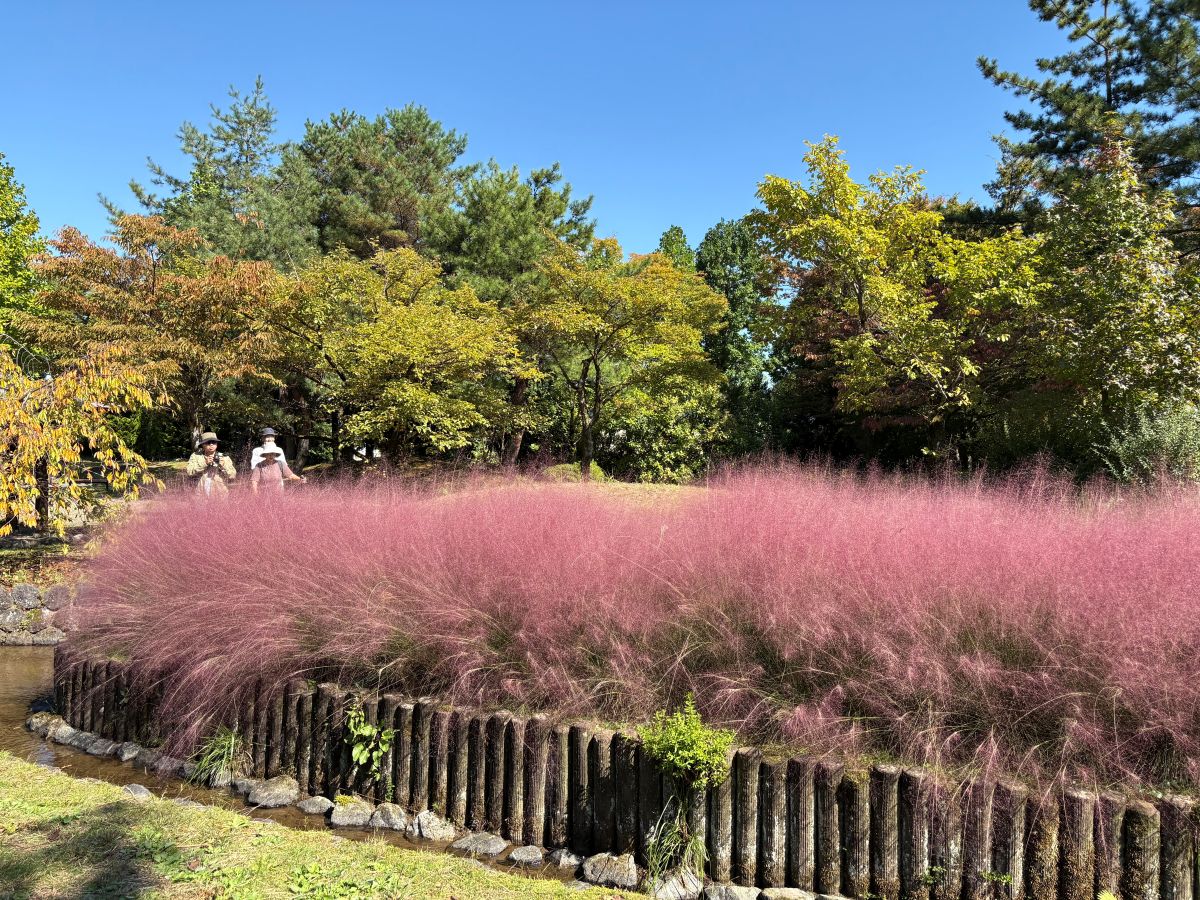 チューリップ公園のコキアを見てきたよ！