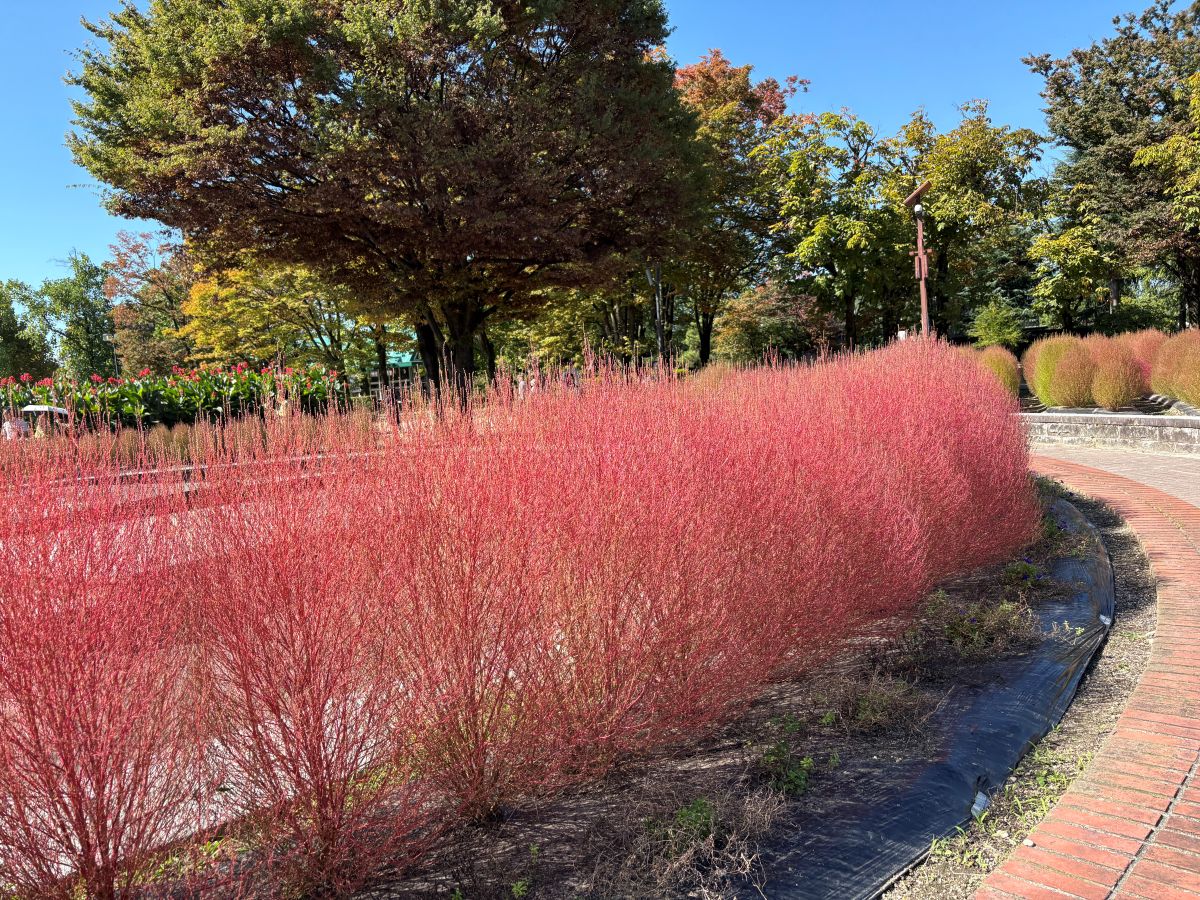 チューリップ公園のコキアを見てきたよ！