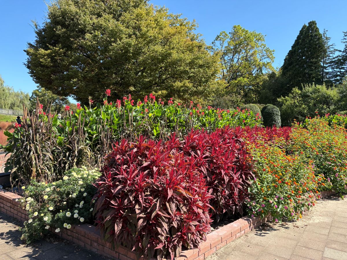 チューリップ公園のコキアを見てきたよ！