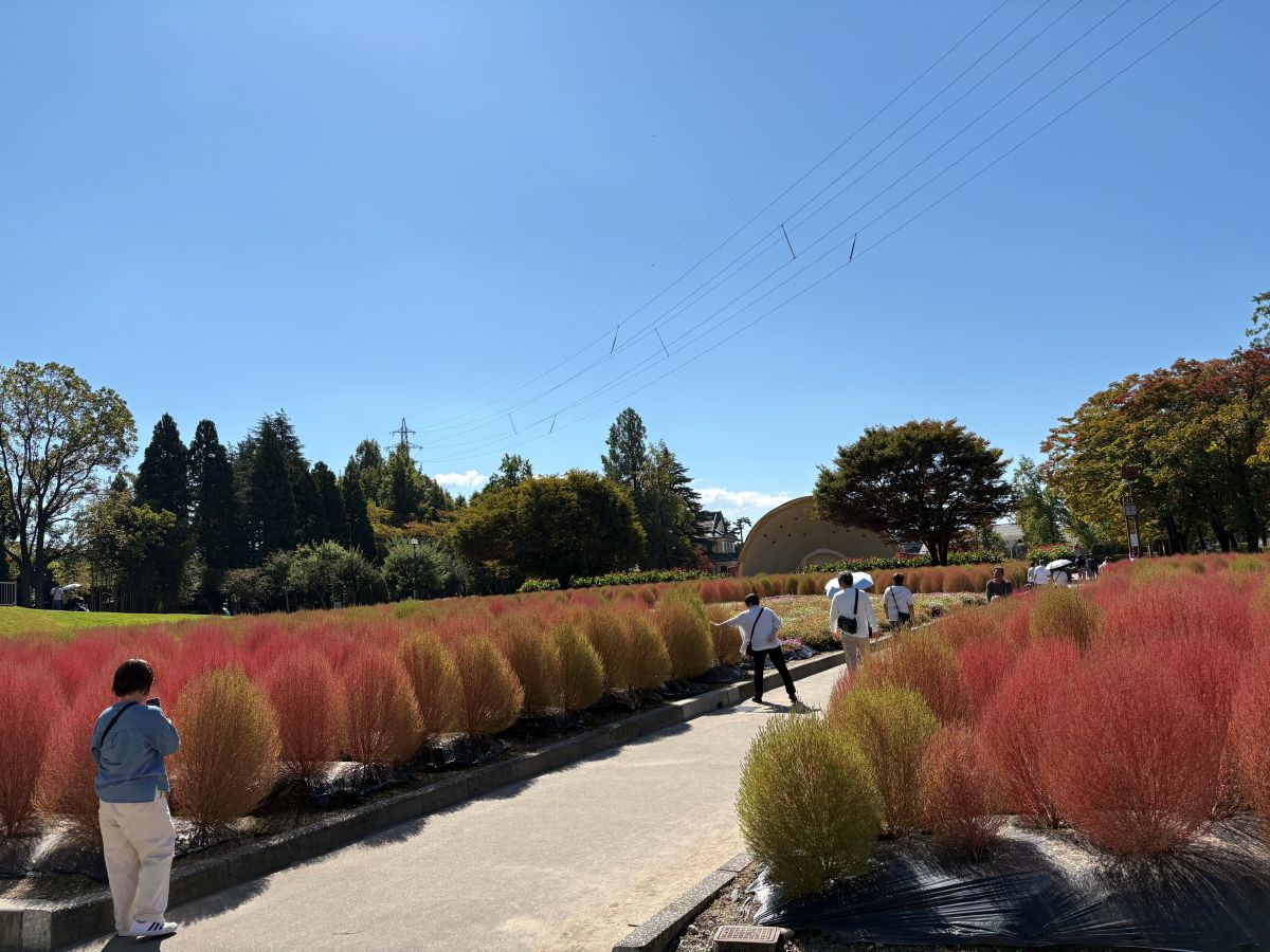 チューリップ公園のコキアを見てきたよ！