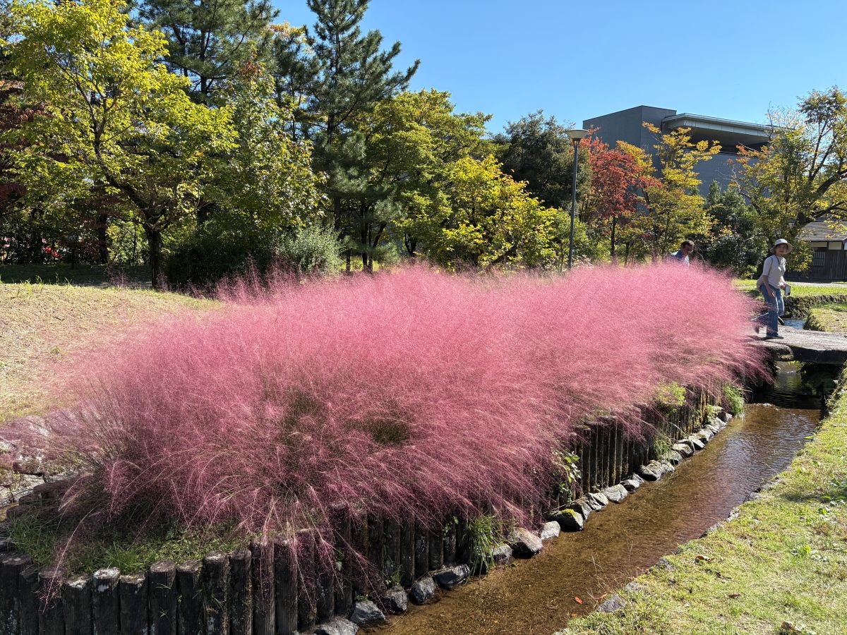 チューリップ公園のコキアを見てきたよ！