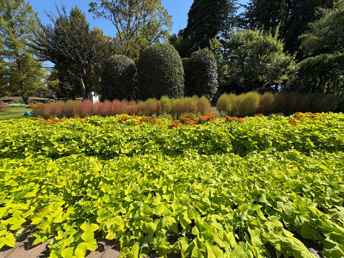 チューリップ公園のコキアを見てきたよ！
