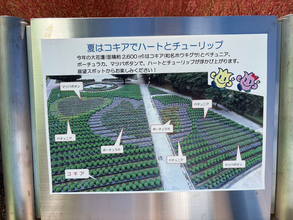 チューリップ公園のコキアを見てきたよ！