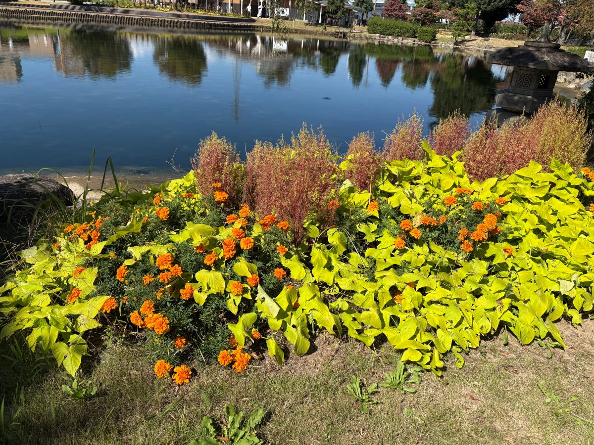 チューリップ公園のコキアを見てきたよ！